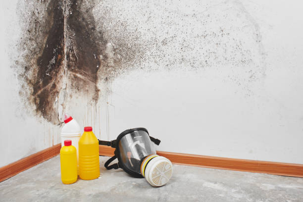 Trusted Madill, OK Mold Remediation Experts