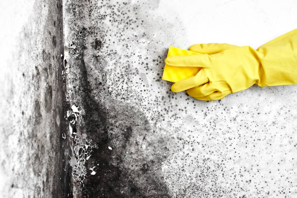 Best Mold Testing and Inspection Services in Madill, OK