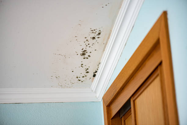 Best HVAC Mold Remediation in Madill, OK