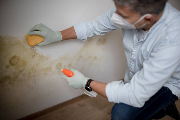 Best Black Mold Remediation in Madill, OK