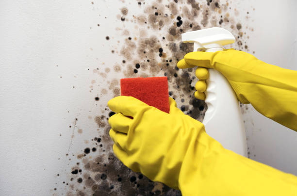 Best Post-Remediation Services in Madill, OK