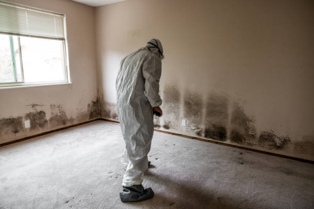 Best Crawl Space Mold Remediation in Madill, OK