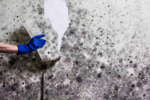 Best Basement Mold Remediation in Madill, OK