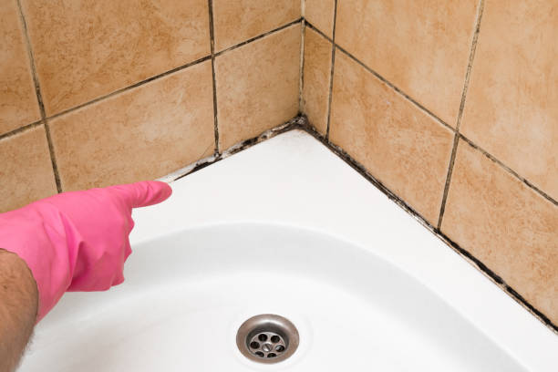 Best Localized Mold Remediation (e.g., coastal areas, humid climates) in Madill, OK